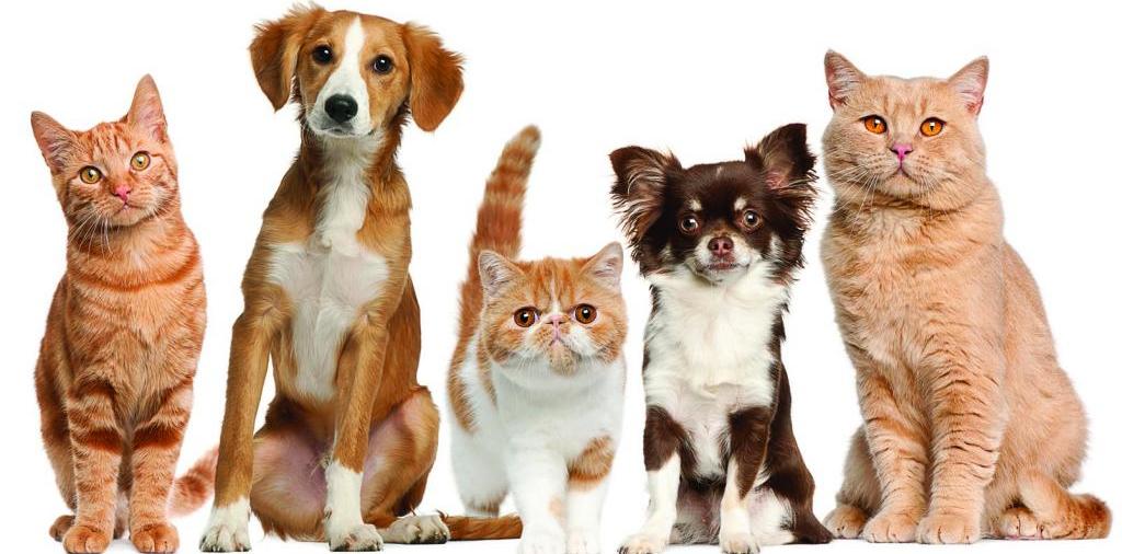 Доска объявлений о животных | ЗооТом - продажа, вязка и услуги для животных в Сходне