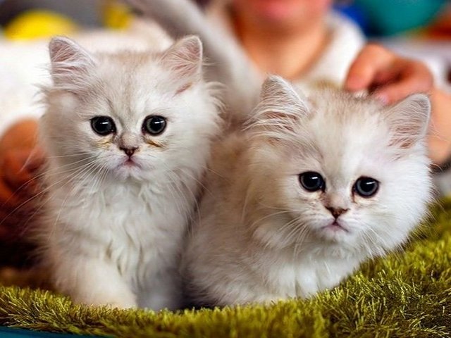 Породы кошек в Сходне | ЗооТом портал о животных
