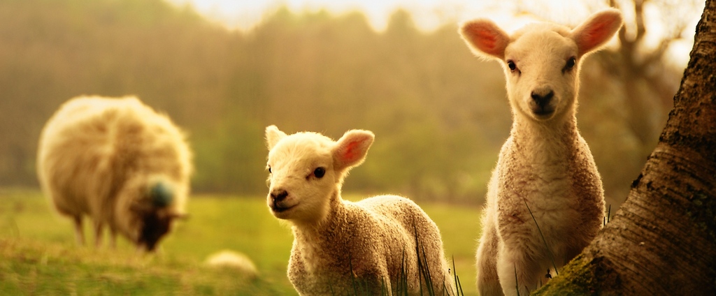 Объявления о сельскохозяйственных животных | ЗооТом - продажа, вязка и услуги для животных в Сходне