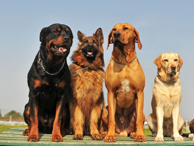 Крупные породы собак в Сходне | ЗооТом портал о животных