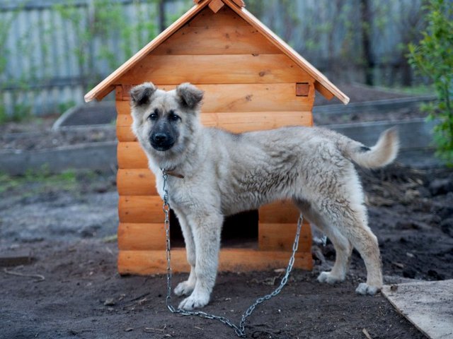 Все о собаках в Сходне